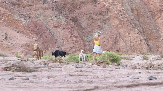 Active Woman Single Hiker In Desert Wadi Canyon With Multiple Dogs, Concept Tourism, Wellness, Hiking