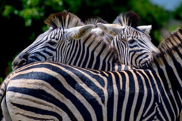 Fototapeta na wymiar Burchell's zebra herd resting their heads on the backs of other members of the herd in a bonding ritual 