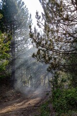 morning in the forest. natural light.