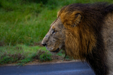 Close up profile of a large black maned lion walking