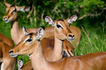 Close up of impala ewe's standing alert to movement in the surrounding bush