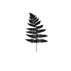 Leaf png, clip art isolated with transparent background, fern