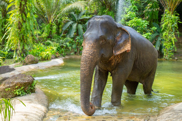 Bathing elephants in the jungle. Baby elephant splashes in the lake close-up. © Vera