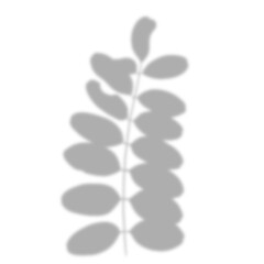 Leaf shadow png, clip art with transparent background, isolated