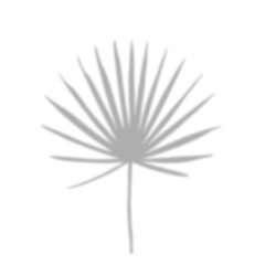 Leaf shadow png, clip art with transparent background, isolated