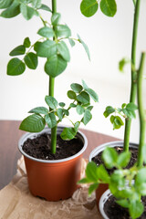 On the table there is a pot with a plant rose that grows in special conditions before planting in open ground. A series of photos about seedlings and plant propagation