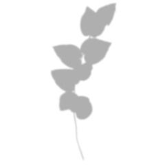 Leaf shadow png, clip art with transparent background, isolated