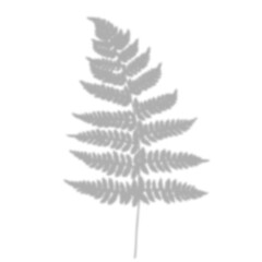 Leaf shadow png, clip art with transparent background, isolated fern