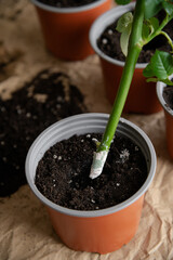 There is a pot with soil on the table. The rose shoot is treated with a rooting agent before planting in the ground. A series of photos about seedlings and plant propagation