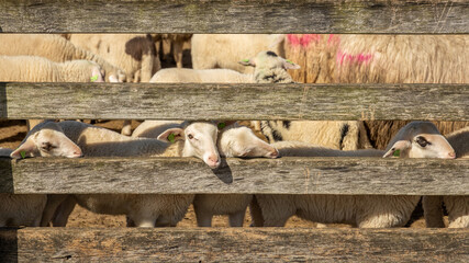 little sheep resting their heads in the sunlight on a wooden fence