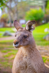 Portrait of one cinnamon kangaroo