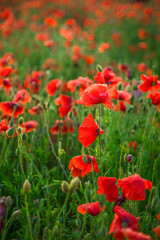 Field of poppies selective focus. Nature summer wild flowers. Vivid red flower poppies plant. Buds of wildflowers. Poppy blossom background. Floral botanical freedom mood. Leaf and bush poppy flower.