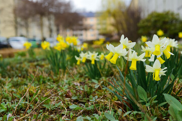 Fototapeta premium Springtime daffodil flowers blooming in urban park garden, fresh green grass and residential buildings background, fresh green grass and foliage surround the yellow and white blossoms