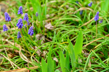 Beautiful hyacinth flowers blooming outdoors, closeup