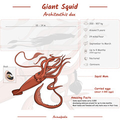 Giant Squid infographic
