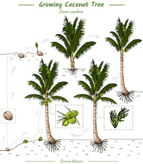 Growing Coconut tree