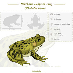 Leopard Frog infographic