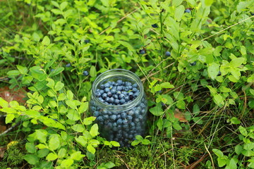 Glass jar with blueberries among blueberry bushes in the forest