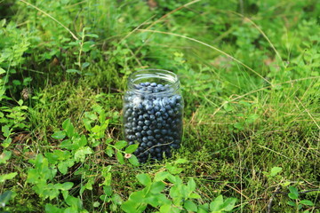 Jar with fresh blueberries in the forest