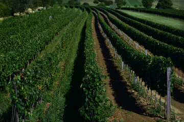 Fototapeta na wymiar Weinberg mit Reihen von Weinreben, Weinbau