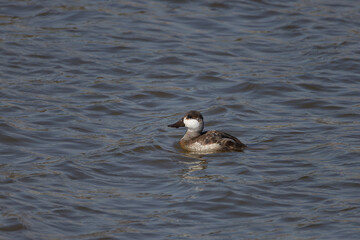 The ruddy duck (Oxyura jamaicensis). North American diving duck, swimming female on lake Michigan during migrating.