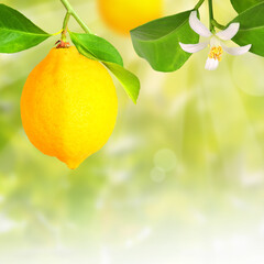 Lemon with blossom on the tree, transparent background