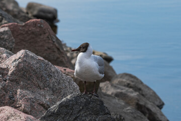 seagull on a rock by the water