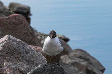 seagull standing on a rock