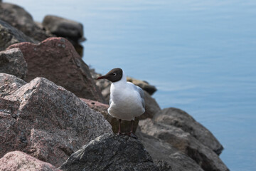 white gull with a black head stands on a rock by the sea
