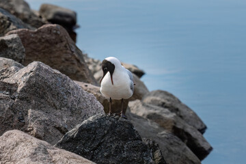 seagull stands on a rock and cleans itself with its beak