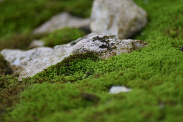 rain forest miniature landscape