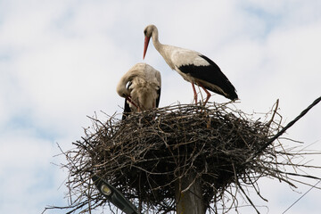 Storks in a nest on an electric pole against the background of the sky
