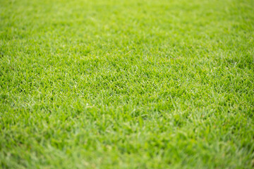 green grass on a football field in a neighbourhood