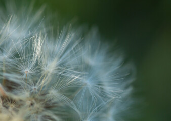 selective-focus on a dandelion against green grass