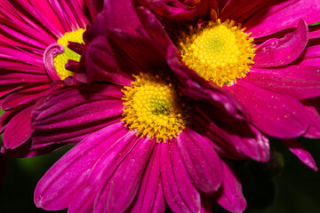 pink daisy flowers with yellow in the centers