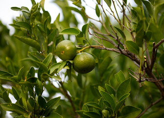 green unripe mandarines growing organically on a tree in Adelaide, South Australia