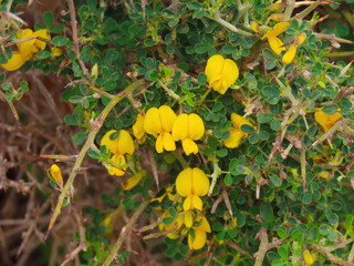 Beautiful yellow flowers of Calicotome villosa or Shaggy broom in Israel in spring close-up.
