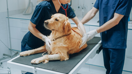 Female Veterinarian Inspecting a Pet Golden Retriever with a Stethoscope on an Examination Table....