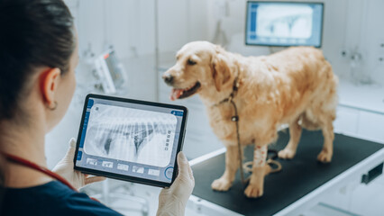At a Modern Veterinary Clinic: Golden Retriever Pet Standing on Examination Table as a Female Veterinarian Assesses the Dog's Health on a Tablet Computer with X-Ray Scans - obrazy, fototapety, plakaty