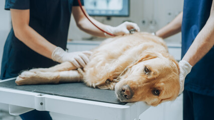 Veterinarian Using Stethoscope to Examining Breathing of a Pet Golden Retriever Lying on a Check Up Table. Second Vet Holding and Petting the Dog to Calm it Down - obrazy, fototapety, plakaty
