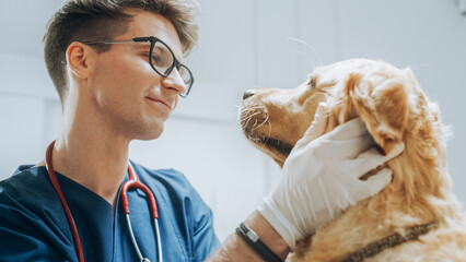 Portrait of a Young Veterinarian in Glasses Petting a Noble Healthy Golden Retriever Pet in a...