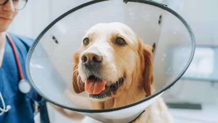 Close Up Portrait of a Sad Golden Retriever Pet Wearing a Recovery Collar. Veterinarian Petting the...