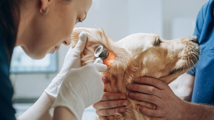 Young Female Veterinarian Examining the Ear of a Pet Golden Retriever with an Otoscope with a...