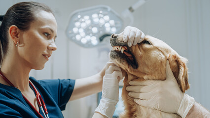 Female Veterinarian Examining Canine Teeth and Fangs of a Pet Golden Retriever. Dog Owner Brings...