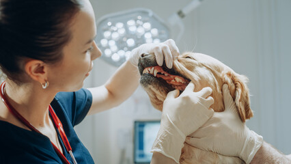 Beautiful Female Veterinarian Evaluates the Teeth and Fangs of a Golden Retriever in a Modern...