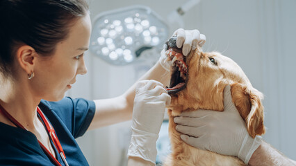Work at Modern Veterinary Clinic: Female Veterinarian Carefully Inspects the Teeth and Fangs of a...