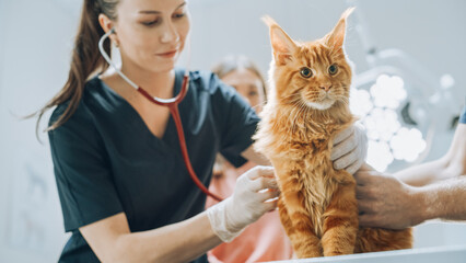 Smiling Veterinarian Using Stethoscope to Examining Breathing of a Pet Maine Coon Sitting on a...