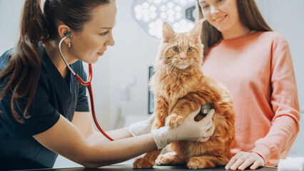 Female Veterinarian Inspecting a Pet Maine Coon with a Stethoscope on an Examination Table. Cat...