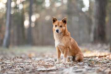 Portrait of a small dog looking to the camera. Domestic dog in forest