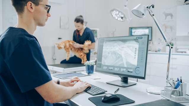 Veterinary Clinic Professional Working on a Desktop Computer, Examining X-Ray Scans for a Potential Bone Fracture. Female Veterinarian Diagnosing a Red Maine Coon Cat with Stethoscope
